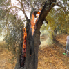 Palestinian Olive Agony | Land Research Center - LRC