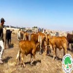 Colonists Release Their Cattle and Livestock into Farmers' Lands in Susya Village South of Hebron | LRC