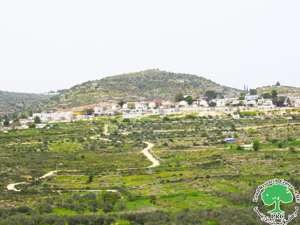 Violation: Construction of a colonial road between olive groves | LRC