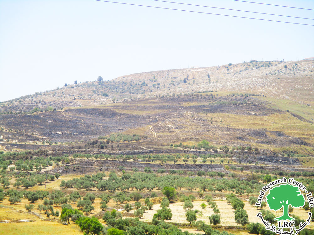 Settlers Burn 174 Fruitful Olive Trees in Surra Village/ West of Nablus | LRC