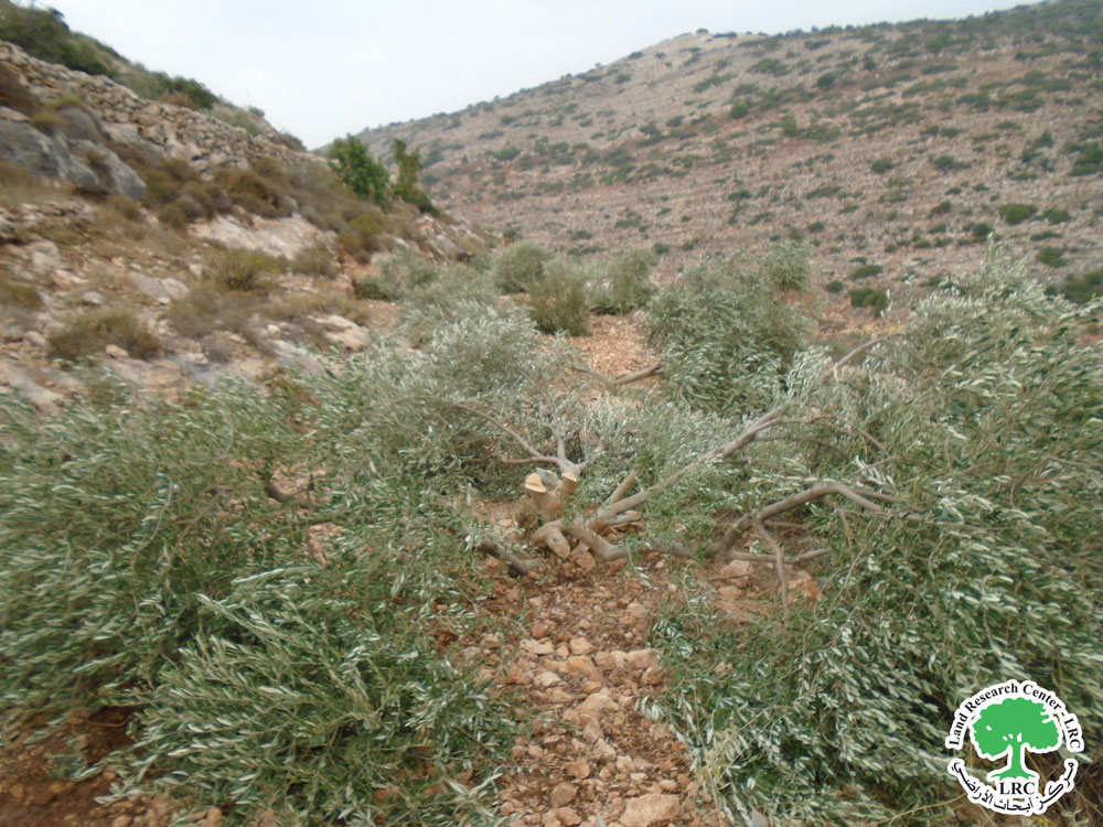 مستعمرون يقطعون 14 شجرة زيتون مثمرة في منطقة المطوي بمحافظة سلفيت | LRC