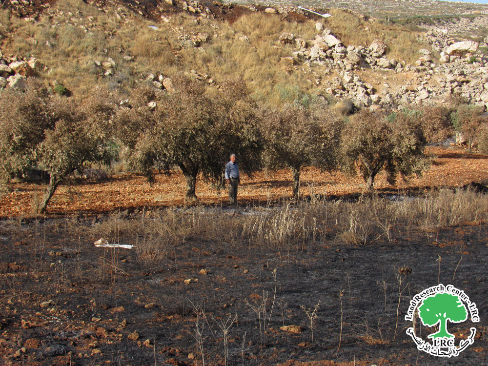 جيش الاحتلال يحرق 43 دونماً مزروعة بأشجار زيتون في قرية مادما جنوب نابلس | LRC