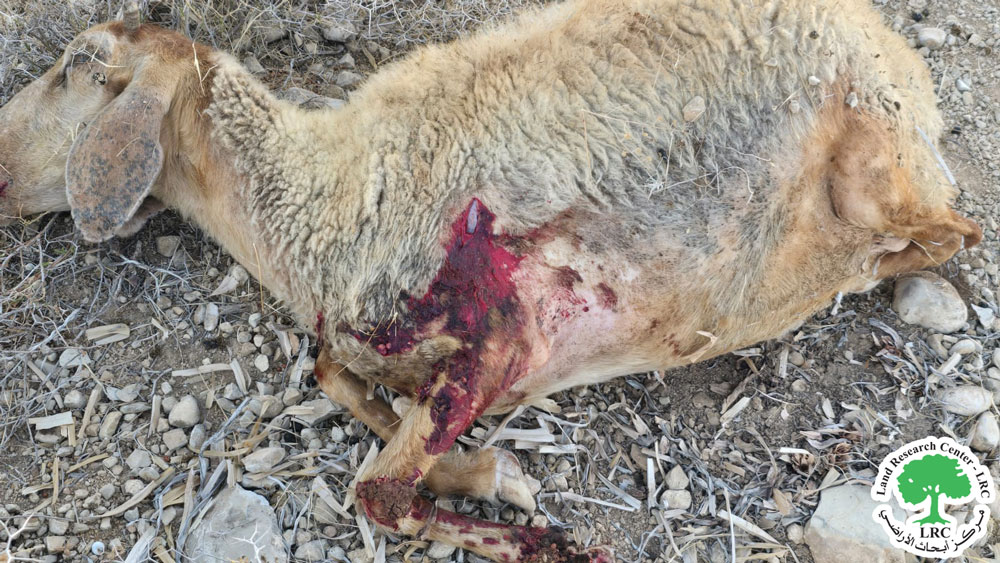 مستعمرون يرتكبون جريمة إعدام بشعة بحق 117 رأساً من الماشية ... وسرقة 350 أخرى  في منطقة المالح  شرق طوباس | LRC