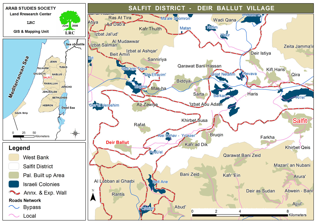 colonists graze their cows is an olive grove in Deir Ballut and destroy 25 Olive trees / Salfit governorate | LRC