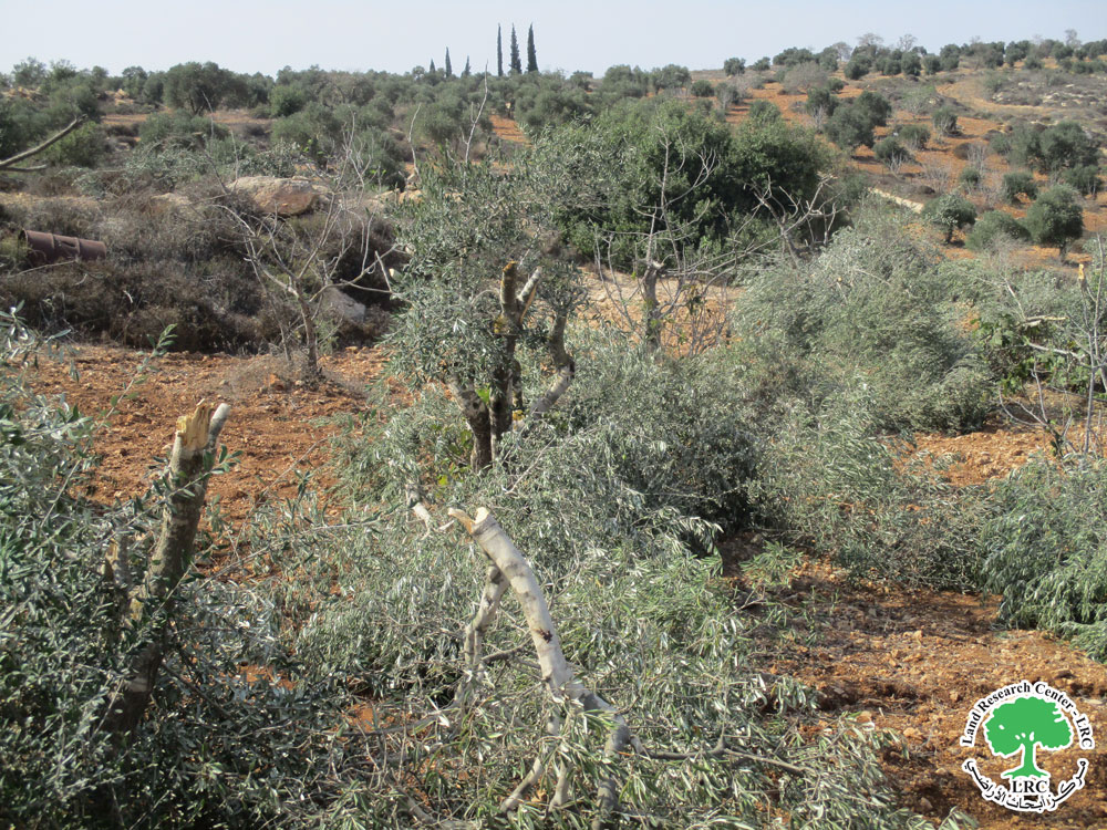 بالتزامن مع موسم الزيتون 2025: مستعمرون يقطعون 217 شجرة زيتون معمّرة في قرية قريوت جنوب نابلس | LRC