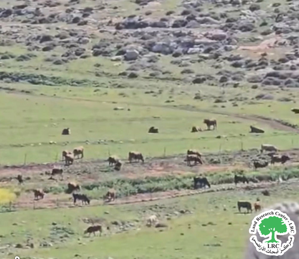 بفعل الرعي الجائر تخريب سياج يحيط بأراضي مزروعة بالمحاصيل الحقلية والزيتون المعمّر في بلدة بيت فوريك / محافظة نابلس | LRC