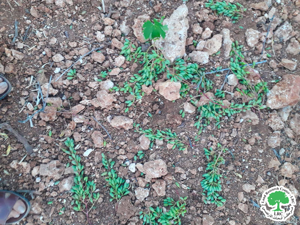 نتيجة الرعي الجائر .. مستعمرون يعتدون على أراضٍ وأشجار عنب في خربة القط ببلدة حلحول شمال الخليل | LRC