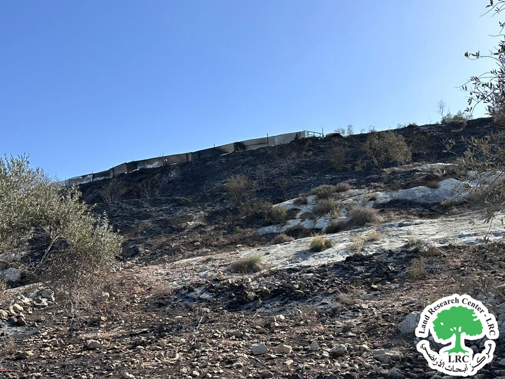 ملوثين الهواء ... مستعمرو " كدوميم" يحرقون محصول الزعتر وشبكات الري البلاستيكية ويسرقون الممتلكات الزراعية من قطعة أرض في قرية كفر قدوم / محافظة قلقيلية | LRC