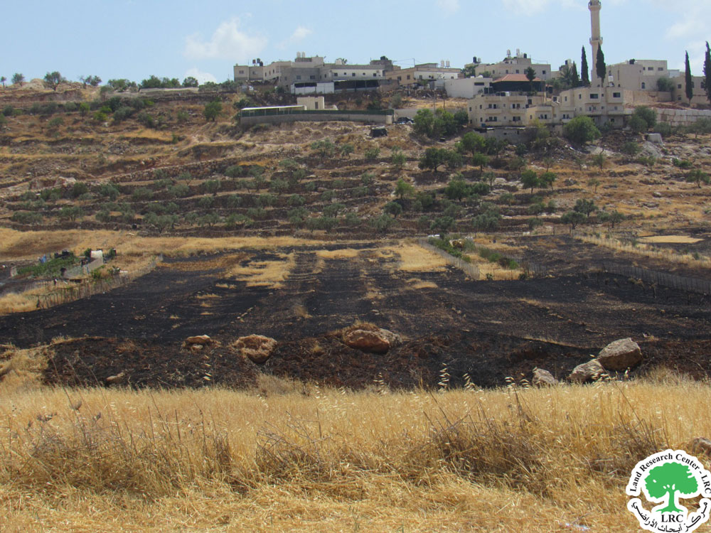 مستعمرون يحرقون عشرات الدونمات الزراعية في قرية المغير شمال رام الله | LRC