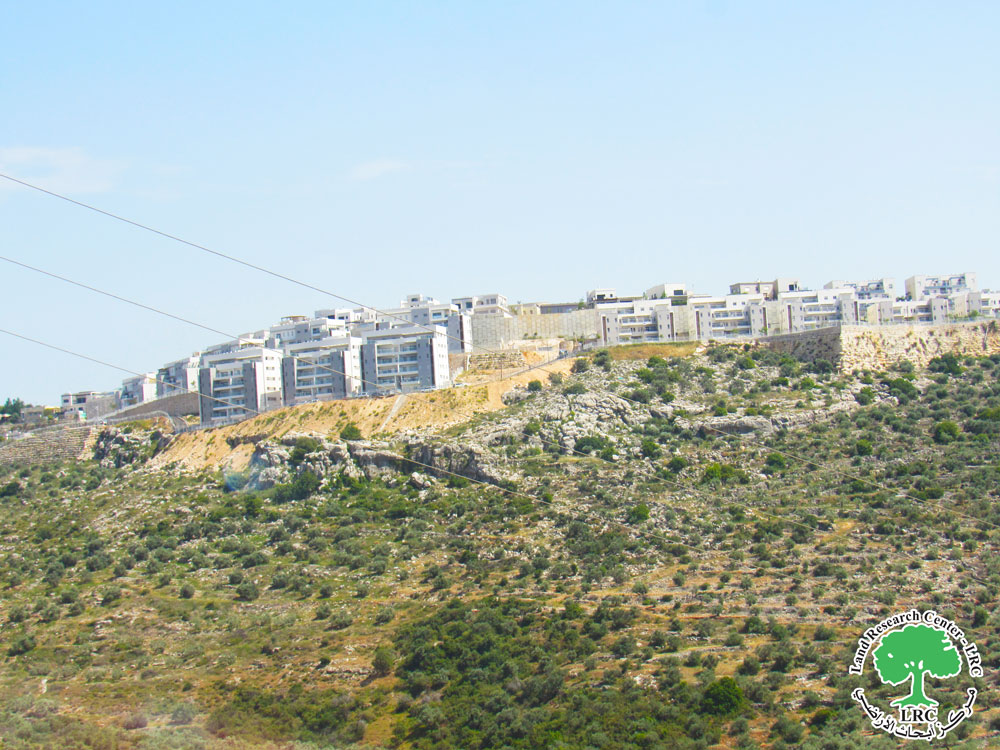 Settlers of Lishem Cut Down 78 Olive Trees in Deir Balout / Salfit Governorate | LRC