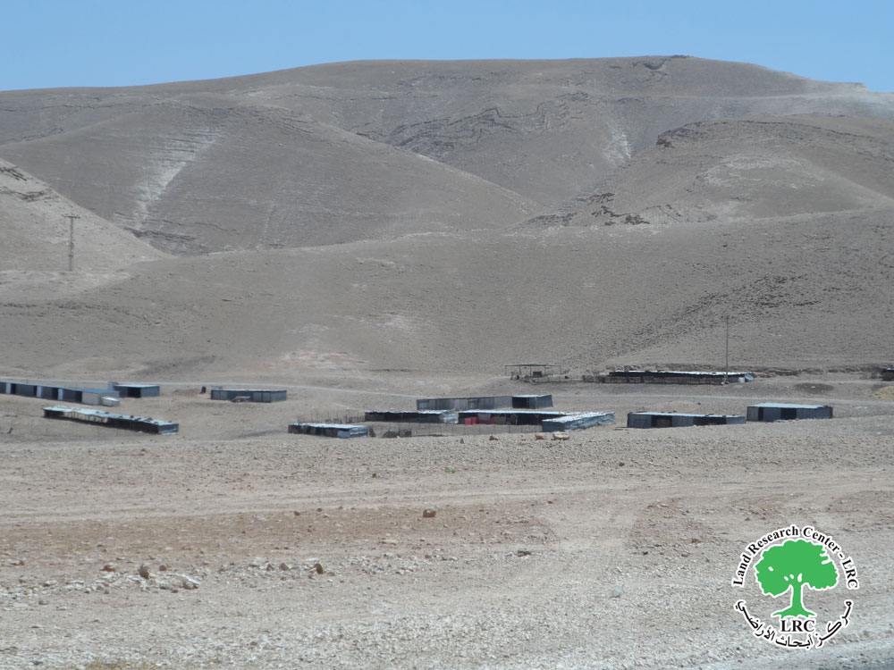 مستعمرون يسرقون 200 رأس أغنام من منطقة " واد  القلط "  جنوب مدينة  أريحا | LRC