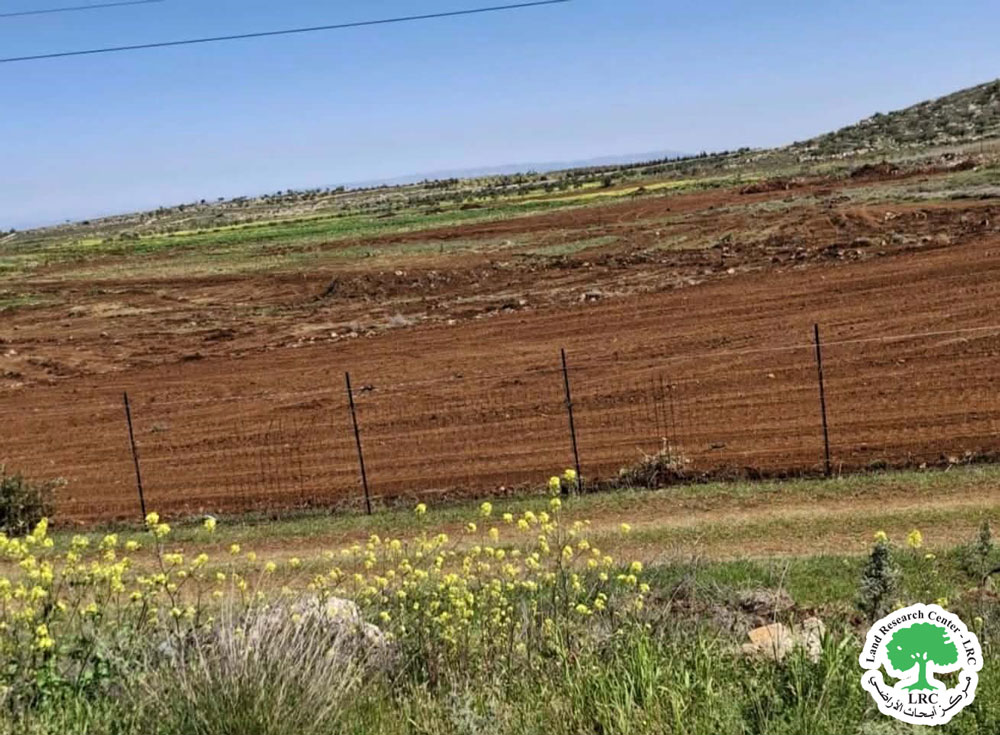 مستعمرون يقتلعون 200 شجرة زيتون من قرية جوريش جنوب نابلس | LRC